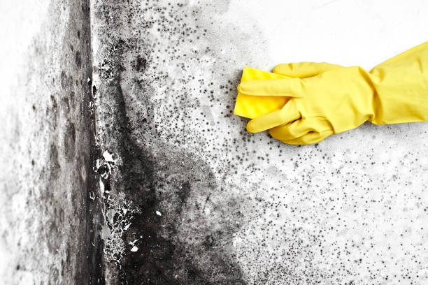 Best Post-Flood Mold Remediation in Bromley, KY